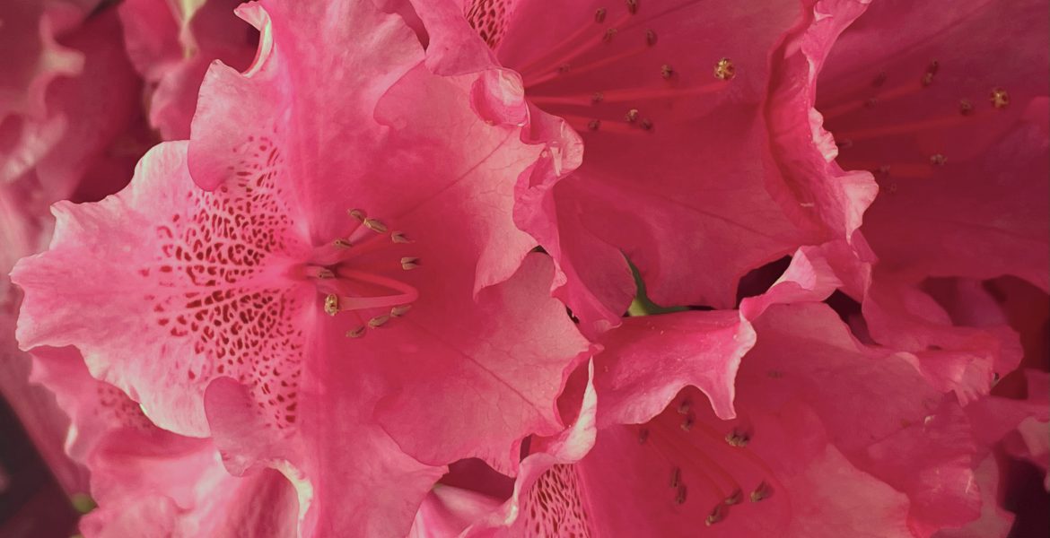 Accessoire Trend Viva Magenta