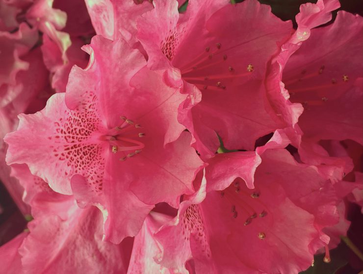 Accessoire Trend Viva Magenta